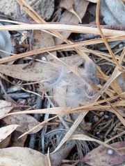 Junco phaeonotus