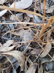 Junco phaeonotus