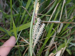 Carex