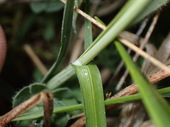 Carex