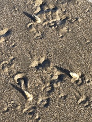 Olivella columellaris