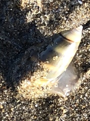 Olivella columellaris