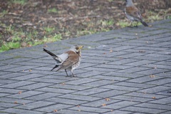 Turdus pilaris