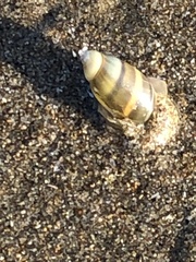 Olivella columellaris