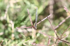 Ischnura hastata