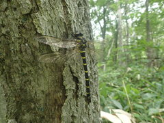 Anotogaster sieboldii