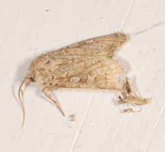 Ectopatria