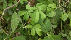 Lardizabalaceae