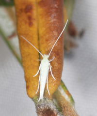 Stegommata sulfuratella