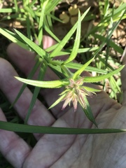 Phlox pilosa