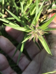 Phlox pilosa