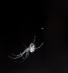 Leucauge argentina