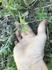 Phlox pilosa