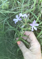 Phlox pilosa