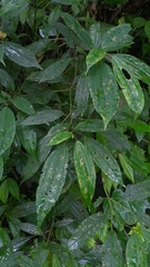 Pilea funkikensis