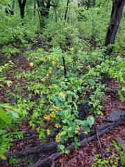 Lonicera flava