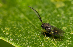 Eucharitinae