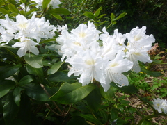 Rhododendron