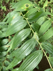 Polygonatum arisanense