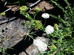 Trachymene composita composita