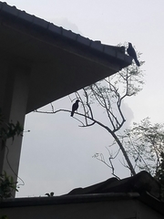 Corvus macrorhynchos culminatus