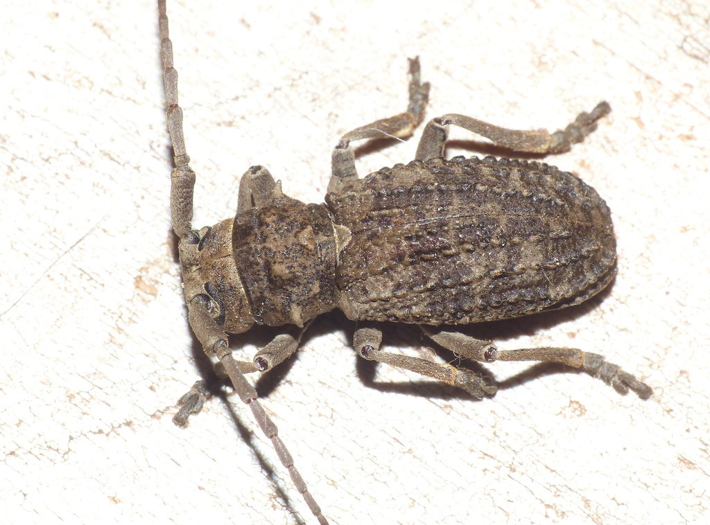 Phrissoma crispum