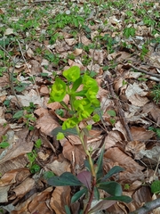 Euphorbia amygdaloides