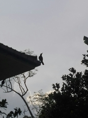 Corvus macrorhynchos culminatus