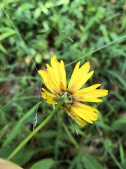 Coreopsis gladiata
