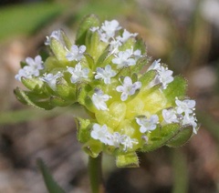 Valerianella turgida