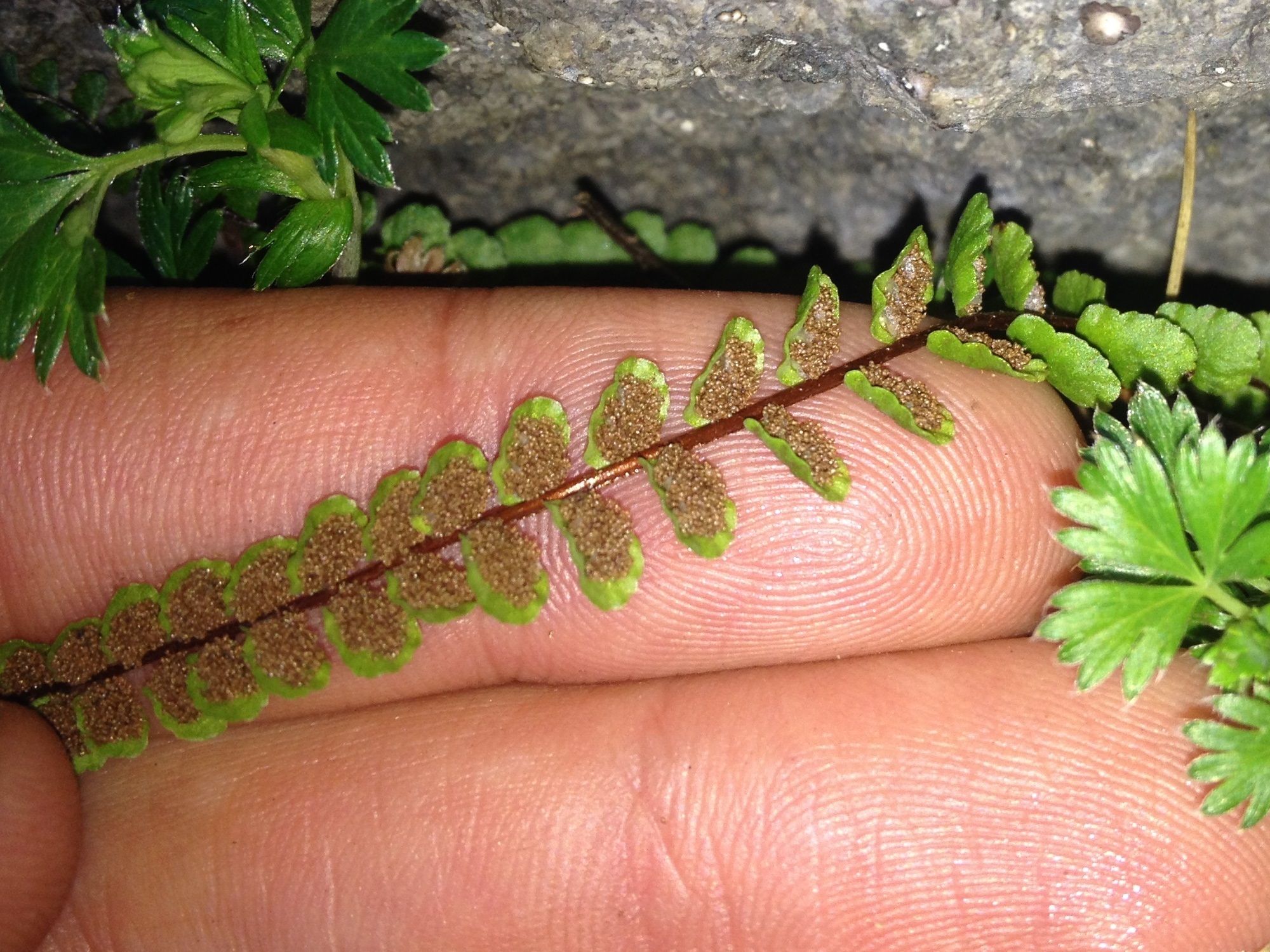 Asplenium castaneum Schltdl. & Cham. 2