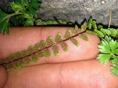 Asplenium castaneum