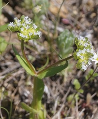 Valerianella turgida