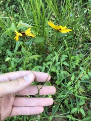 Coreopsis gladiata