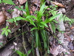 Carex platyphylla