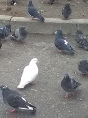 Columba livia domestica
