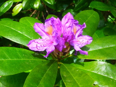 Rhododendron