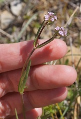 Valerianella pumila