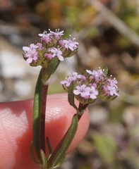 Valerianella pumila