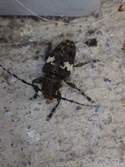 Aegomorphus quadrigibbus