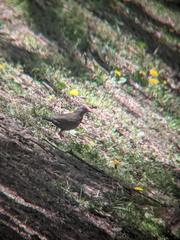 Turdus merula