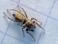 Heliophanus tribulosus