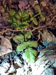 Heracleum sosnowskyi