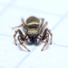 Heliophanus tribulosus