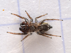 Heliophanus tribulosus