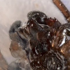 Heliophanus tribulosus