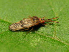 Leptoypha mutica