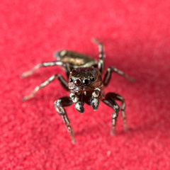 Heliophanus tribulosus