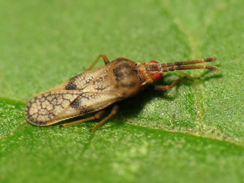 Fringetree Lace Bug