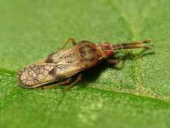 Leptoypha mutica